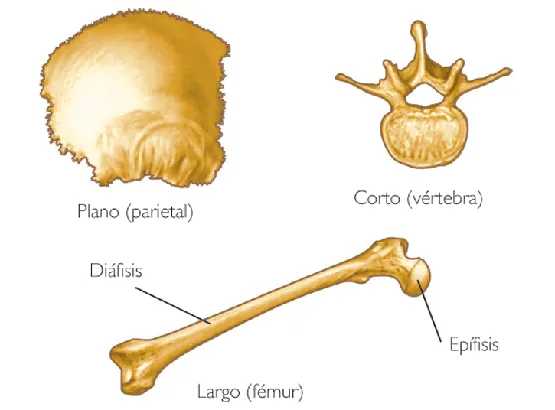 Huesos largos cortos y planos - Imagui