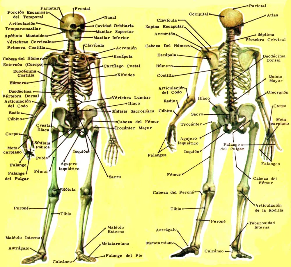 Educación Física en la Red: El esqueleto humano: principales huesos Educación Física en la Red: El esqueleto humano: principales huesos