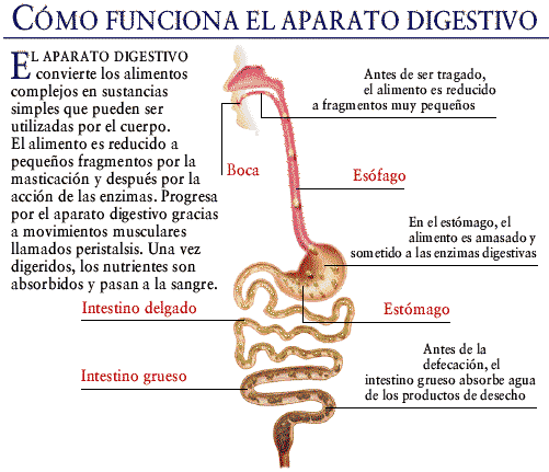 Educación Física en la Red: Proceso de la digestión de los alimentos