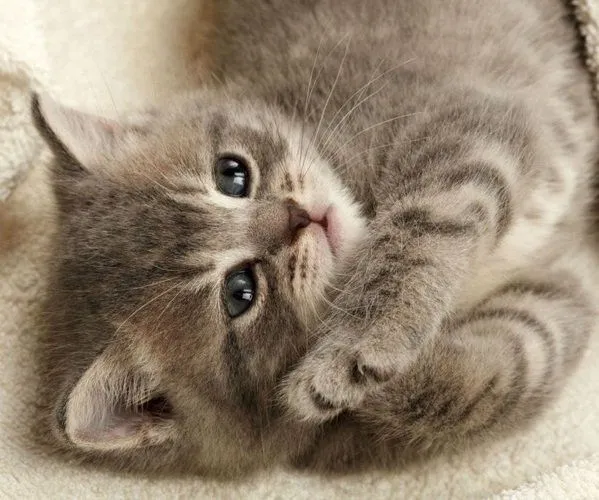 Gatitos. MundoGatos. Gatitos. MundoGatos.