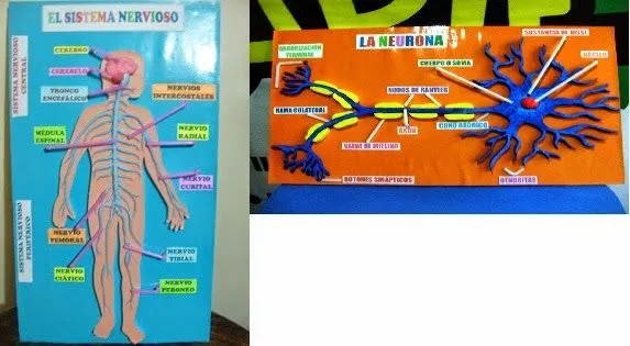 La educacion como motor cultural: Unidad didáctica "El Sistema ... La educacion como motor cultural: Unidad didáctica "El Sistema ...