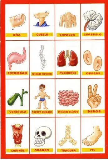 Educacion para niños, Proyecto de aprendizaje el cuerpo humano ... Educacion para niños, Proyecto de aprendizaje el cuerpo humano ...