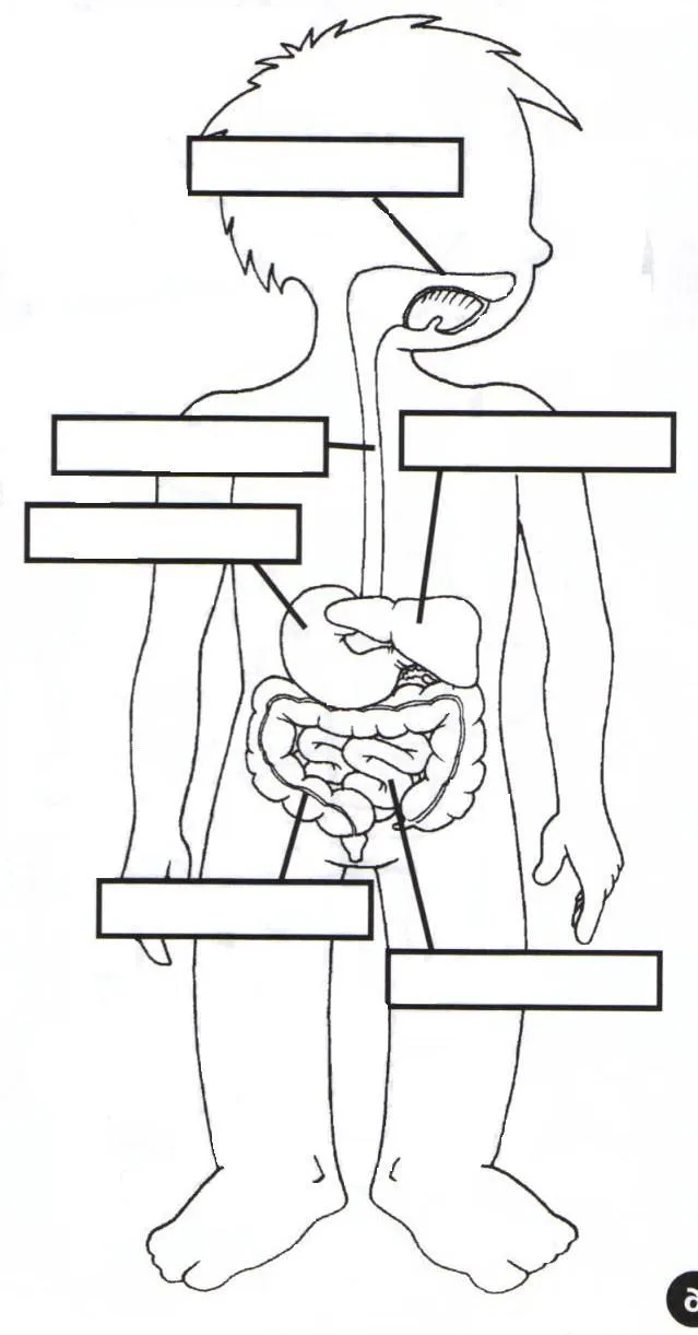 Educacion para niños, Proyecto de aprendizaje el cuerpo humano ... Educacion para niños, Proyecto de aprendizaje el cuerpo humano ...