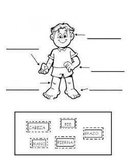 Educacion para niños, Proyecto de aprendizaje el cuerpo humano ... Educacion para niños, Proyecto de aprendizaje el cuerpo humano ...