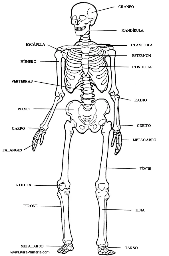 El esqueleto humano y sus nombres para niños - Imagui El esqueleto humano y sus nombres para niños - Imagui