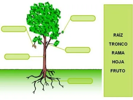 Educacion Primaria: Imagenes sobre las partes de la planta Educacion Primaria: Imagenes sobre las partes de la planta