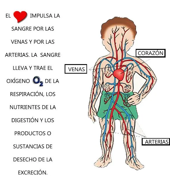 EDUCACIÓN PRIMARIA: SISTEMA CIRCULATORIO