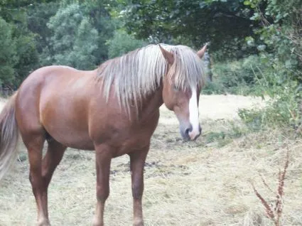 Educadora del Nivel Inicial: Caza del Tesoro sobre los Animales ...