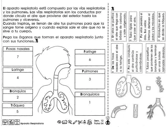 Educando con amor: ACTIVIDADES PARA TERCER GRADO | CUERPO HUMANO ...