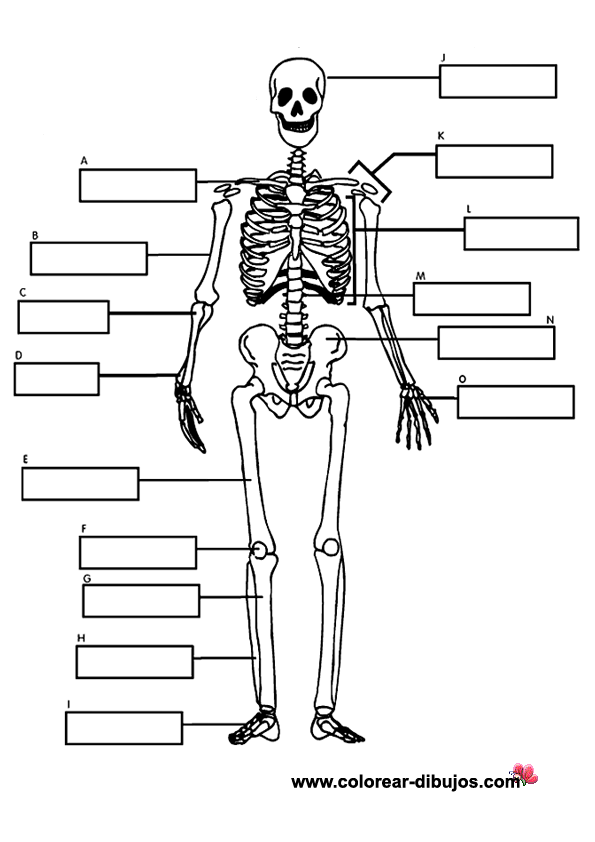 Cuerpo humano esqueleto para colorear - Imagui