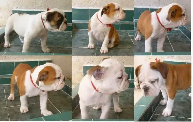 Como educar un cachorro bulldog Ingles en el hogar | Educa a tu ... Como educar un cachorro bulldog Ingles en el hogar | Educa a tu ...