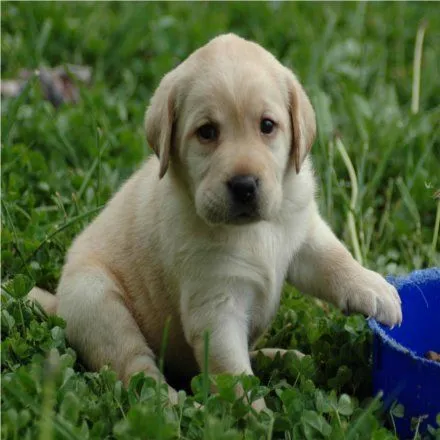 Cómo Educar a Un Cachorro Labrador ¡Ya! | Blog Perro