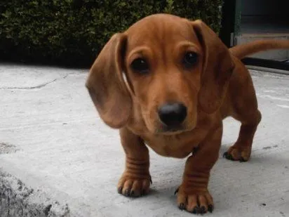 Cómo educar a un Dachshund o Perro salchicha | Animales ... Cómo educar a un Dachshund o Perro salchicha | Animales ...