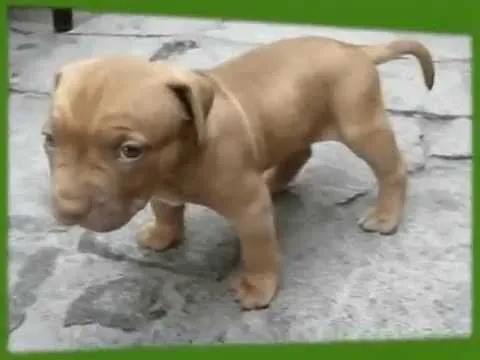 educar a un perro, Cachorros pitbull - YouTube