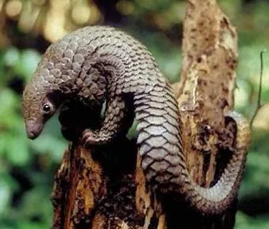 educarte.educarse: CURIOSIDADES ANIMALES ( educarte.educarse: CURIOSIDADES ANIMALES (