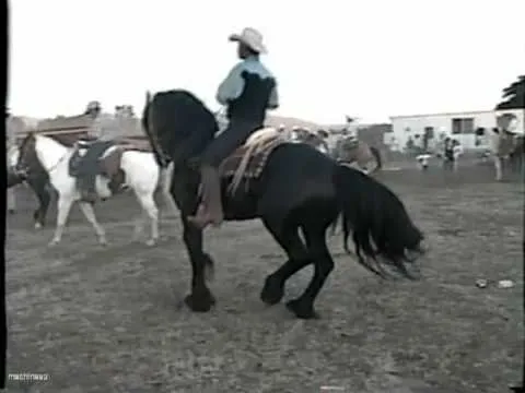 Edwin Rosales en su caballo Friesian - YouTube