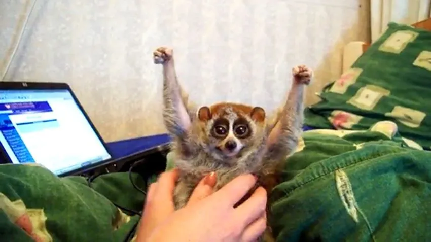 EIS AQUI OS BIXOS MAIS DAORA DA VIDA - Fórum UOL Jogos