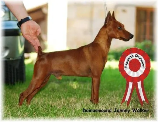 Ejemplares del Mundo | Mini Pinscher