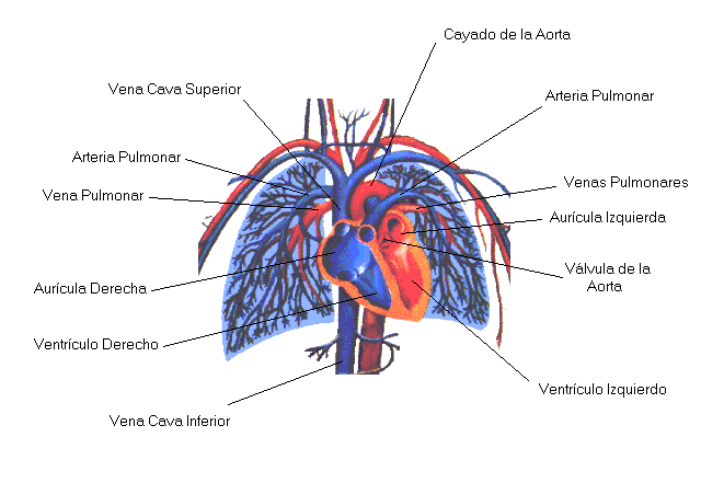 Ejercicio el camino de la Salud"