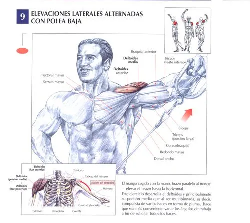 Ejercicios Hombros : Fotos. Musculación y pesas. Ejercicios Hombros : Fotos. Musculación y pesas.