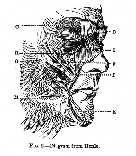 Ejercicios de los músculos faciales | eHow en Español Ejercicios de los músculos faciales | eHow en Español