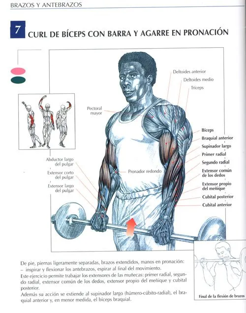 Ejercicios Biceps : Fotos. Musculación y pesas. Ejercicios Biceps : Fotos. Musculación y pesas.