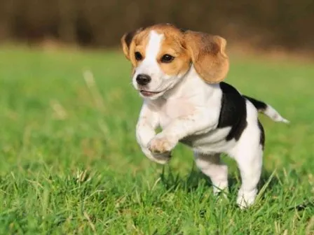 Cómo ejercitar a un beagle ? | BEAGLEPEDIA