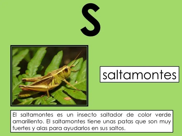 el-abc-de-los-animales-1-20- ...