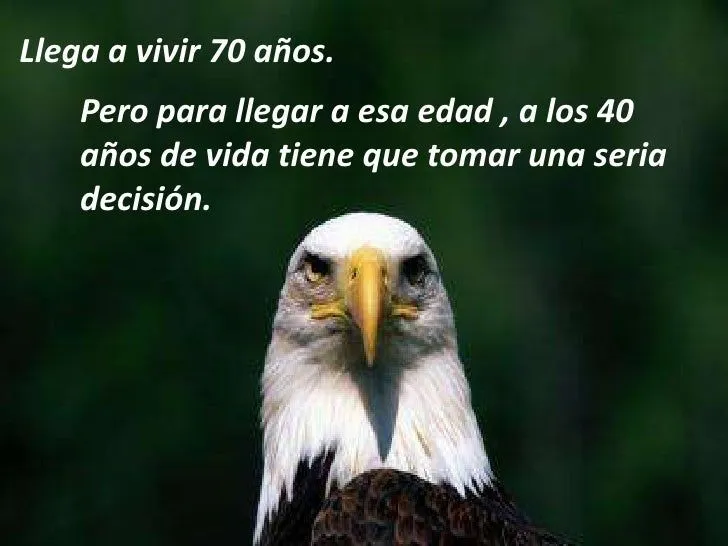 el-aguila-renovacin-2-728.jpg? ...