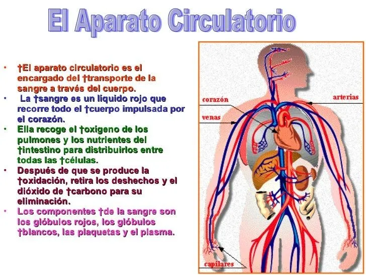 el-aparato-circulatorio-2-728. ...