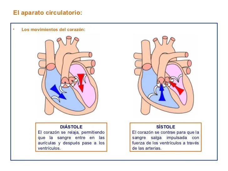 el-aparato-circulatorio-7-728. ...