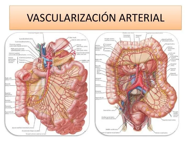el-aparato-digestivo-18-728. ...