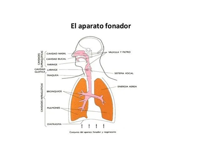 el-aparato-fonador-2-638.jpg? ...