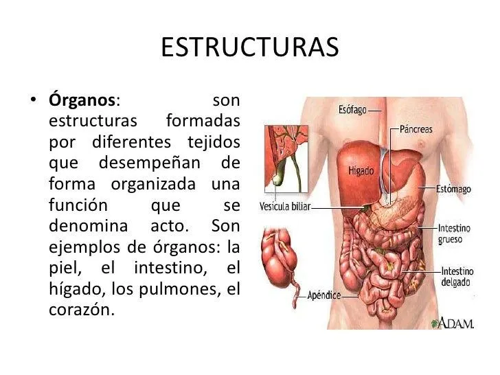 el-cuerpo-humano-10-728.jpg?cb ...