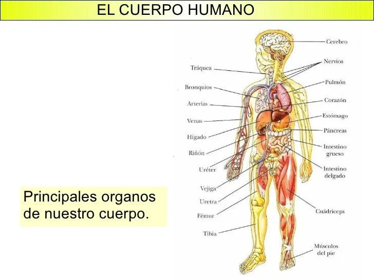 el-cuerpo-humano-13-728.jpg?cb ...