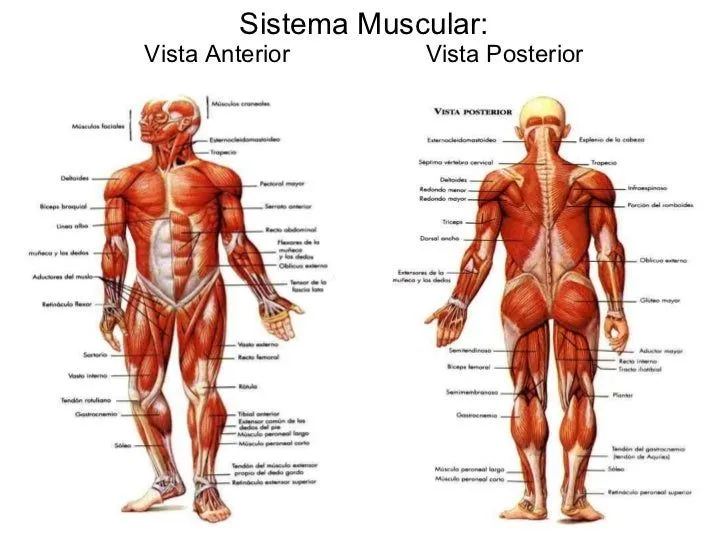 el-cuerpo-humano-18-728.jpg?cb ...
