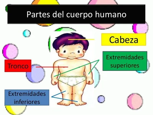 el-cuerpo-humano-2-638.jpg?cb= ...