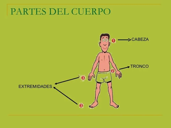 el-cuerpo-humano-2-728.jpg?cb= ...