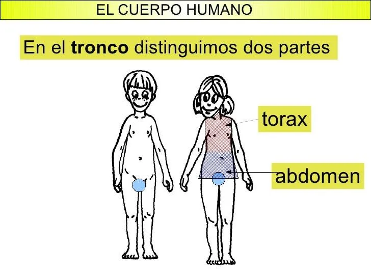 el-cuerpo-humano-3-728.jpg?cb= ...