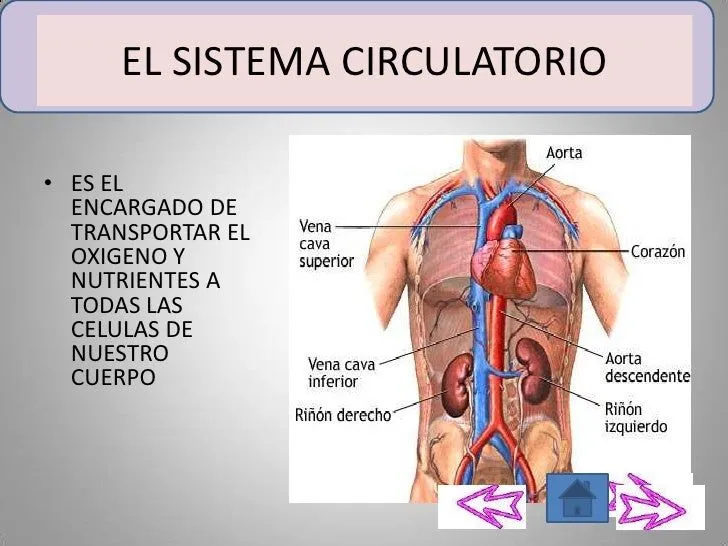 el-cuerpo-humano-diapositivas- ...