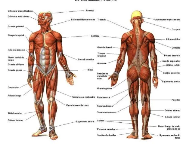 el-cuerpo-humano-osteo- ...