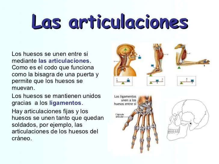 el-cuerpo-humano-unidad-1-8- ...