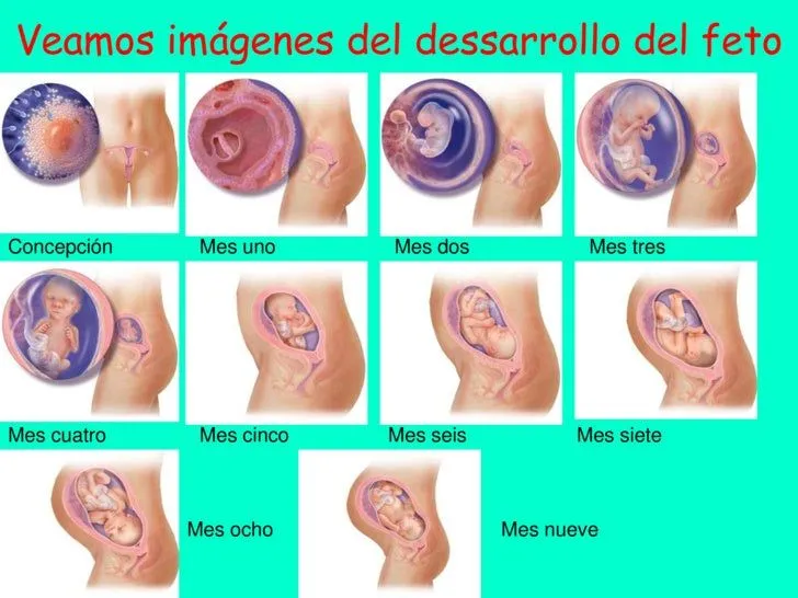 el-desarrollo-del-embrin-5-728 ...