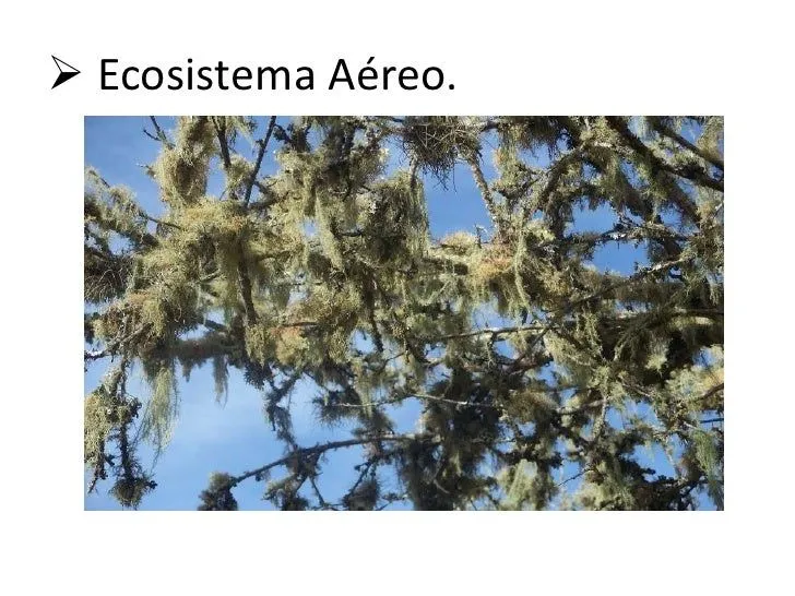 el-ecosistema-en-abancay-1-8- ...