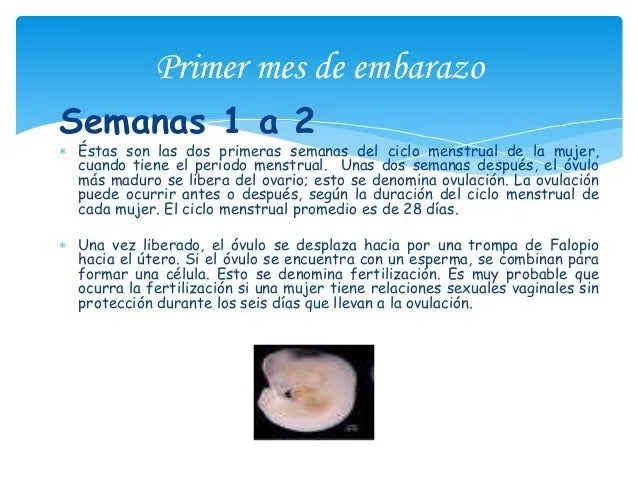 el-embarazo-1-4-mes-5-638.jpg? ...