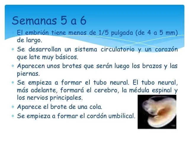 el-embarazo-1-4-mes-9-638.jpg? ...