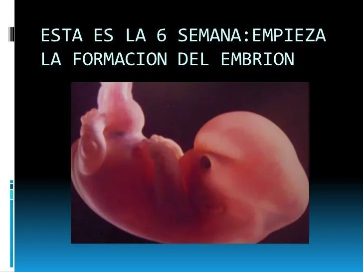 el-embarazo-9-728.jpg?cb= ...