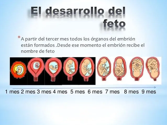 el-embarazo-y-el-parto-6a-4- ...