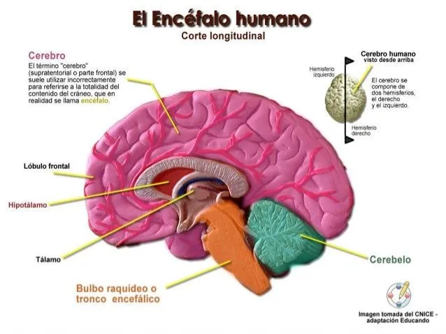 el-encefalo-sus-partes-y- ...