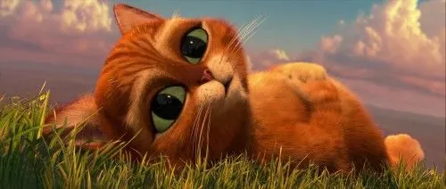 Gato con botas bebé fotos - Imagui